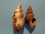 Snegl